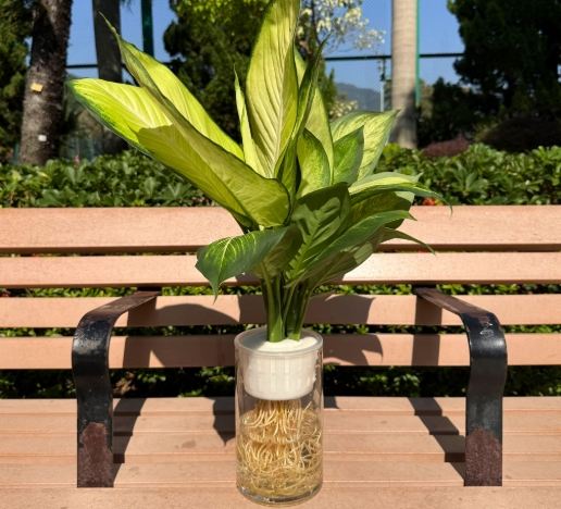 瑪麗安萬年青養護 瑪麗安萬年青養護