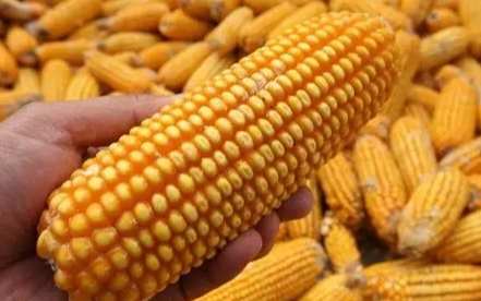 玉米種子結構 玉米種子結構