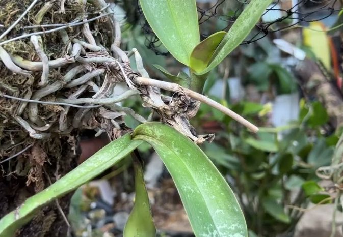 斷頭蝴蝶蘭處理