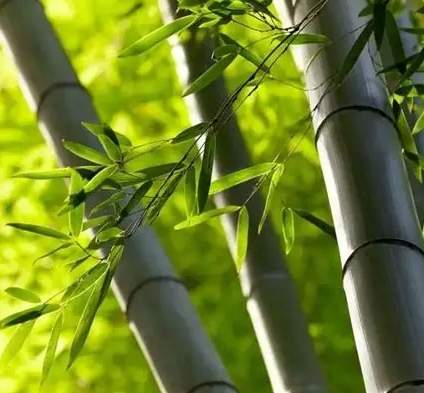 竹子特徵 竹子特徵