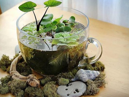 水種植物養護