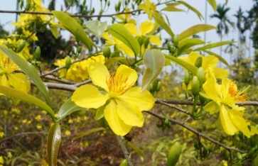 越南黃梅花種植 越南黃梅花種植