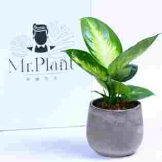 瑪麗安植物病蟲害 瑪麗安植物病蟲害