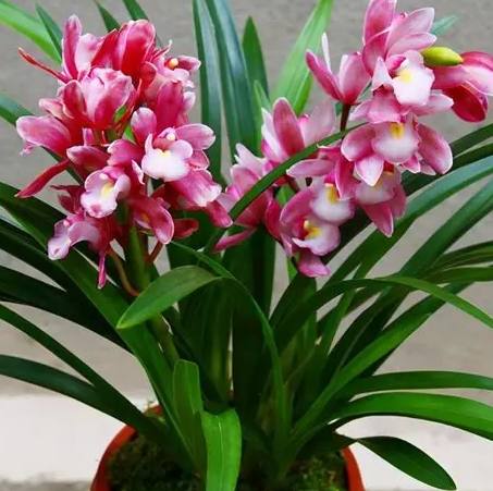 蘭花栽培方法 蘭花栽培方法