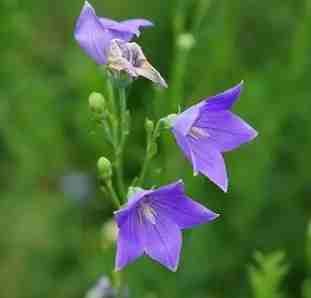 桔梗花種植