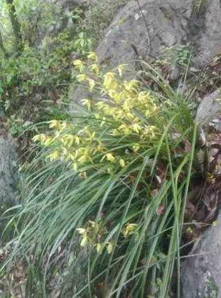 蘭花開花方法 蘭花開花方法