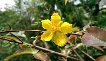 越南黃梅花常見問題 越南黃梅花常見問題