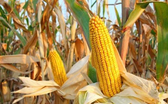 玉米好處
