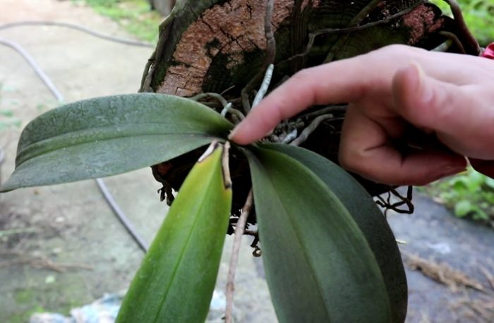 斷頭蝴蝶蘭處理