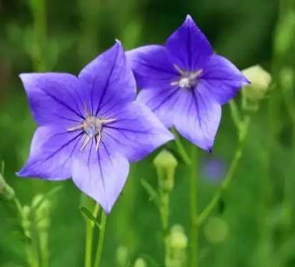 桔梗花種植方法