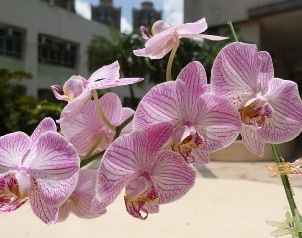 蘭花養護技巧