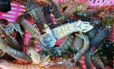 皮皮蝦產季時間 皮皮蝦產季時間