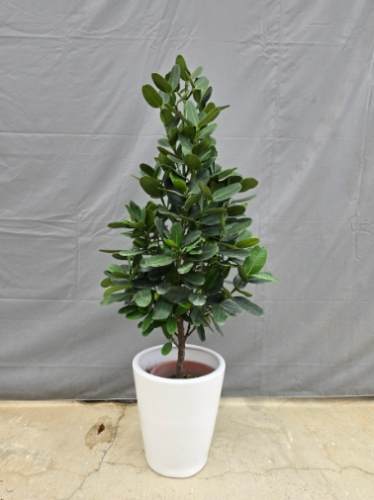 福木澆水方法 福木澆水方法