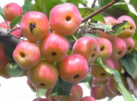 海棠果食用方法