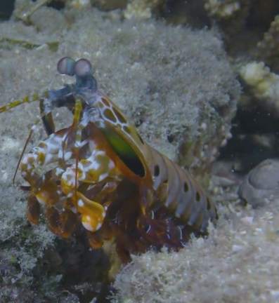 螳螂蝦螃蟹区别