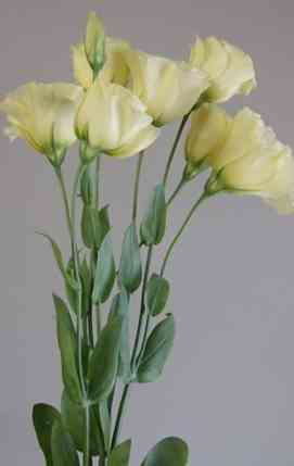 桔梗花語意義 桔梗花語意義