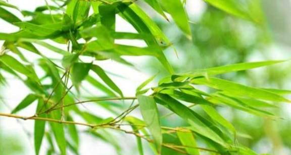 竹子分類 竹子分類