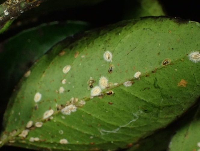 根粉介殼蟲防治