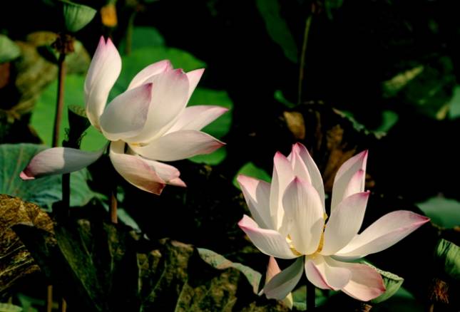 越南荷花文化 越南荷花文化