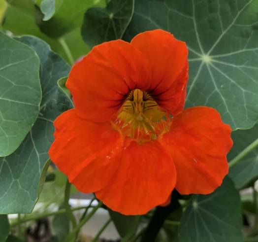 旱金蓮食譜 旱金蓮食譜