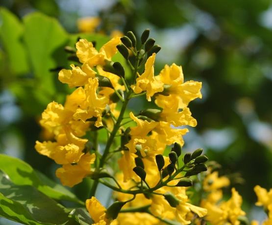 紫檀花養護 紫檀花養護