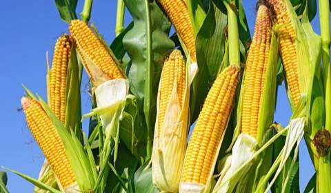 玉米營養價值