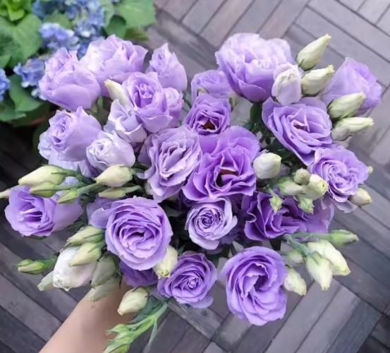 表達思念的花卉