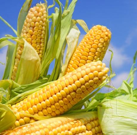 玉米種類