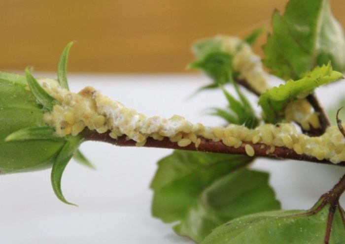 根粉介殼蟲消滅