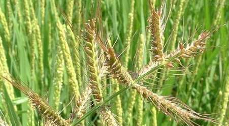 禾本科作物栽培