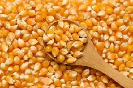 玉米種子種植方法