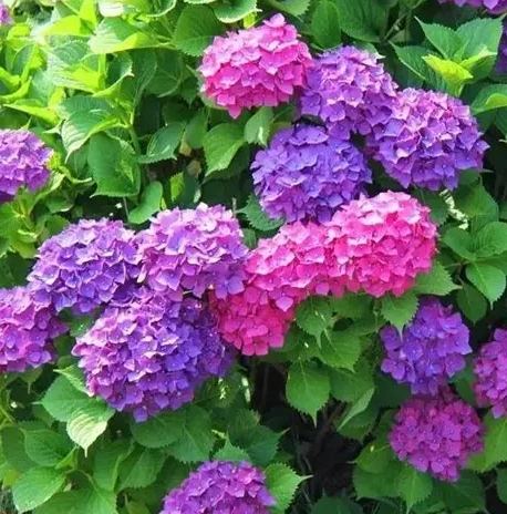 室內植物 室內植物