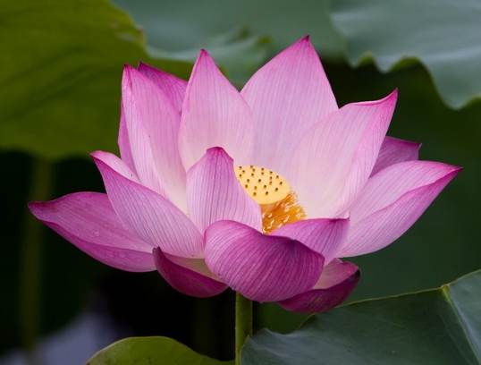 越南荷花品種 越南荷花品種