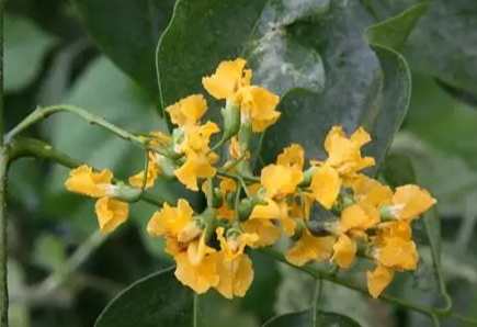 紫檀花栽培 紫檀花栽培