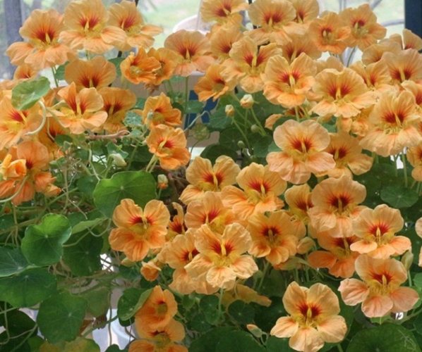 旱金蓮怎麼吃 旱金蓮怎麼吃