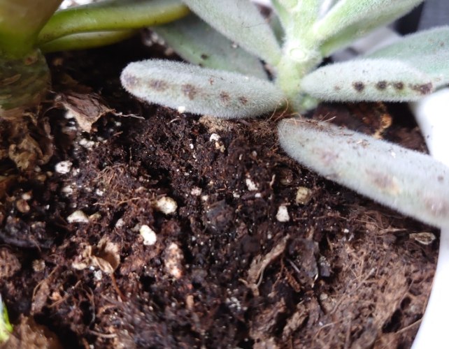 園藝害蟲卵 園藝害蟲卵