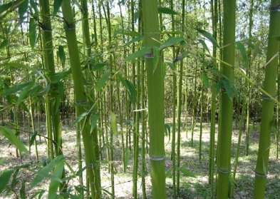 台灣竹子種類 台灣竹子種類