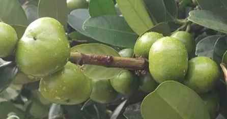 福木果實怎麼吃