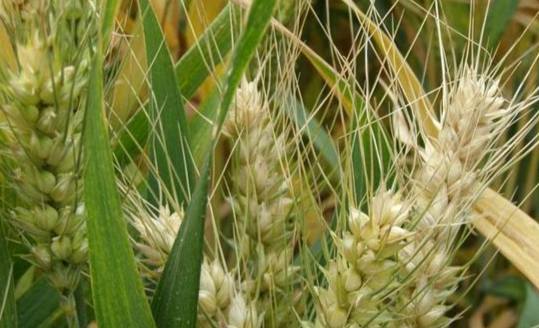 禾本科食用植物