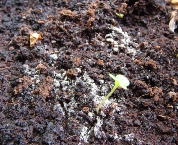 白色蟲卵防治 白色蟲卵防治