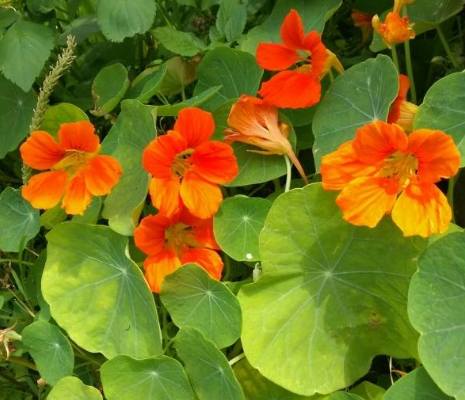 旱金蓮繁殖方法 旱金蓮繁殖方法