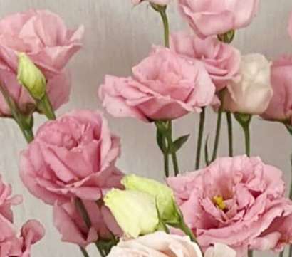 粉紅桔梗花象徵