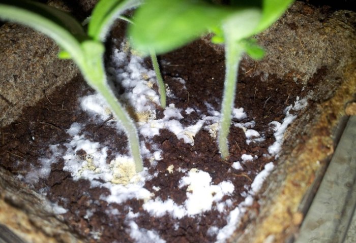 白色蟲卵防治 白色蟲卵防治