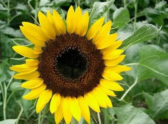 向日葵品種花瓣