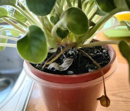 白點處理方法 白點處理方法