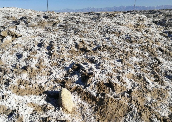 植物土壤問題 植物土壤問題