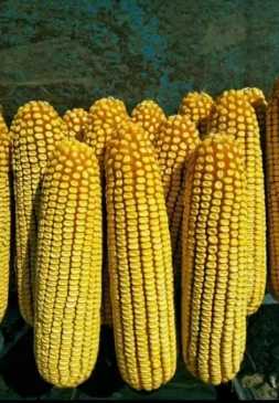 玉米是果實嗎 玉米是果實嗎