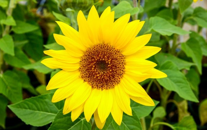 向日葵品種花瓣