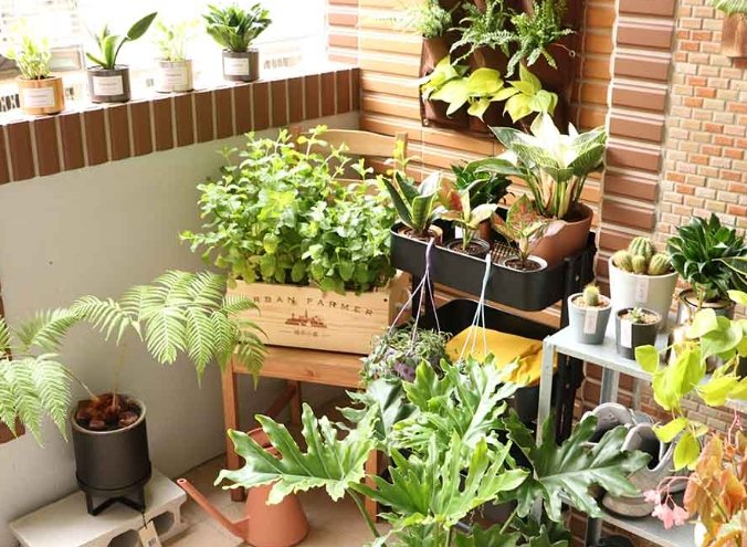 陽台種植技巧 陽台種植技巧