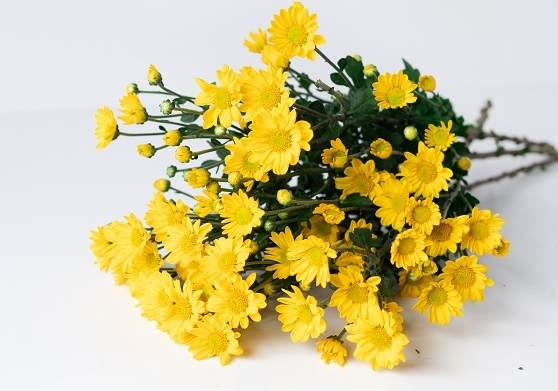 白菊黃菊區分 白菊黃菊區分